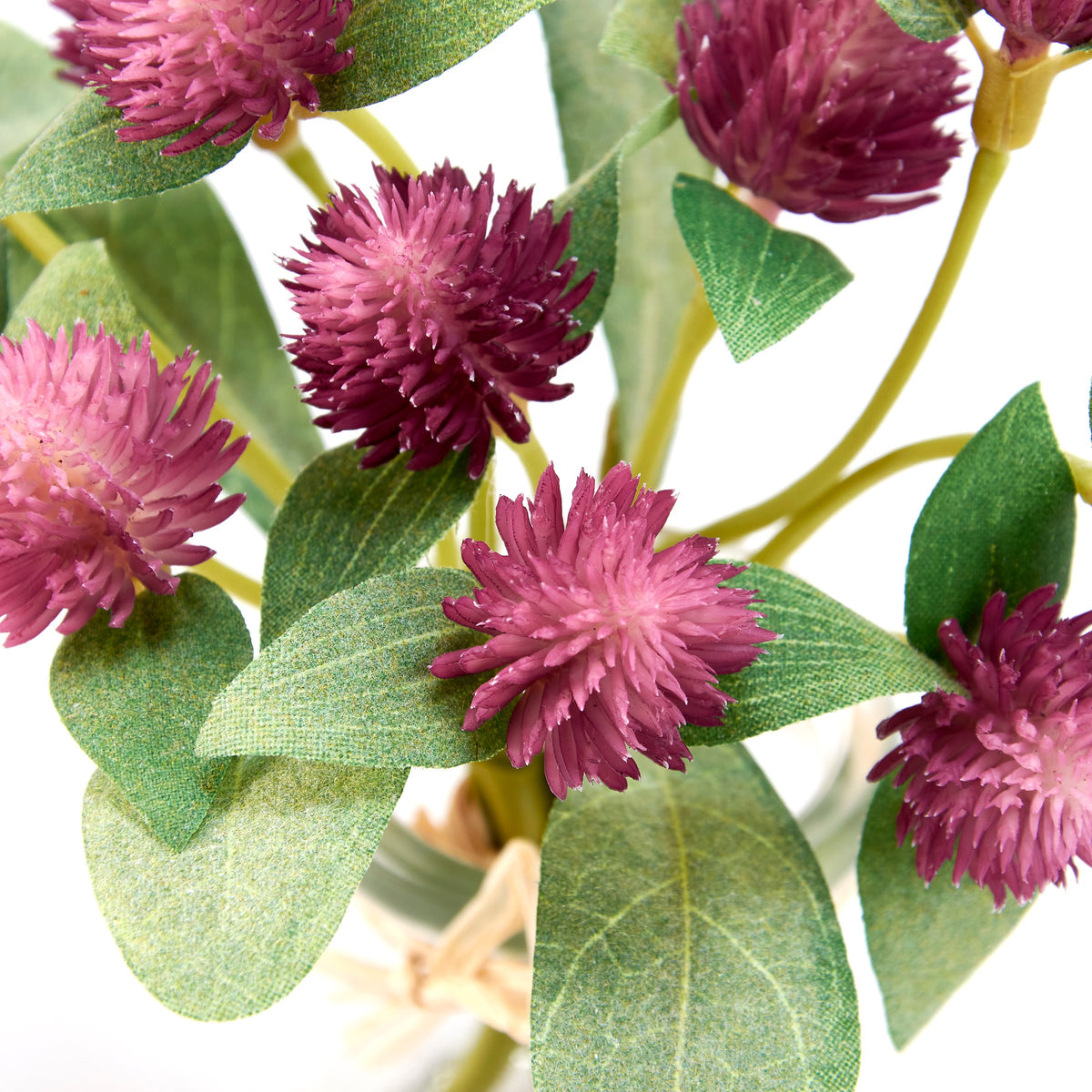 Globe Amaranth In Small Glass Vase