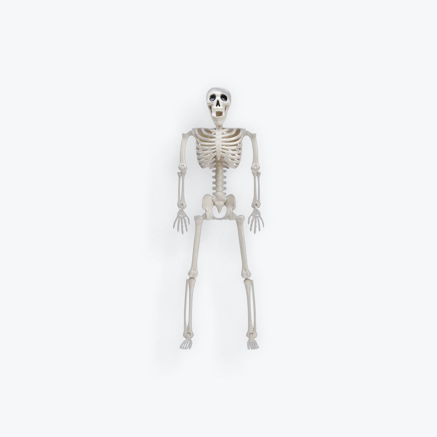 16" Skeleton - Poseable Joints