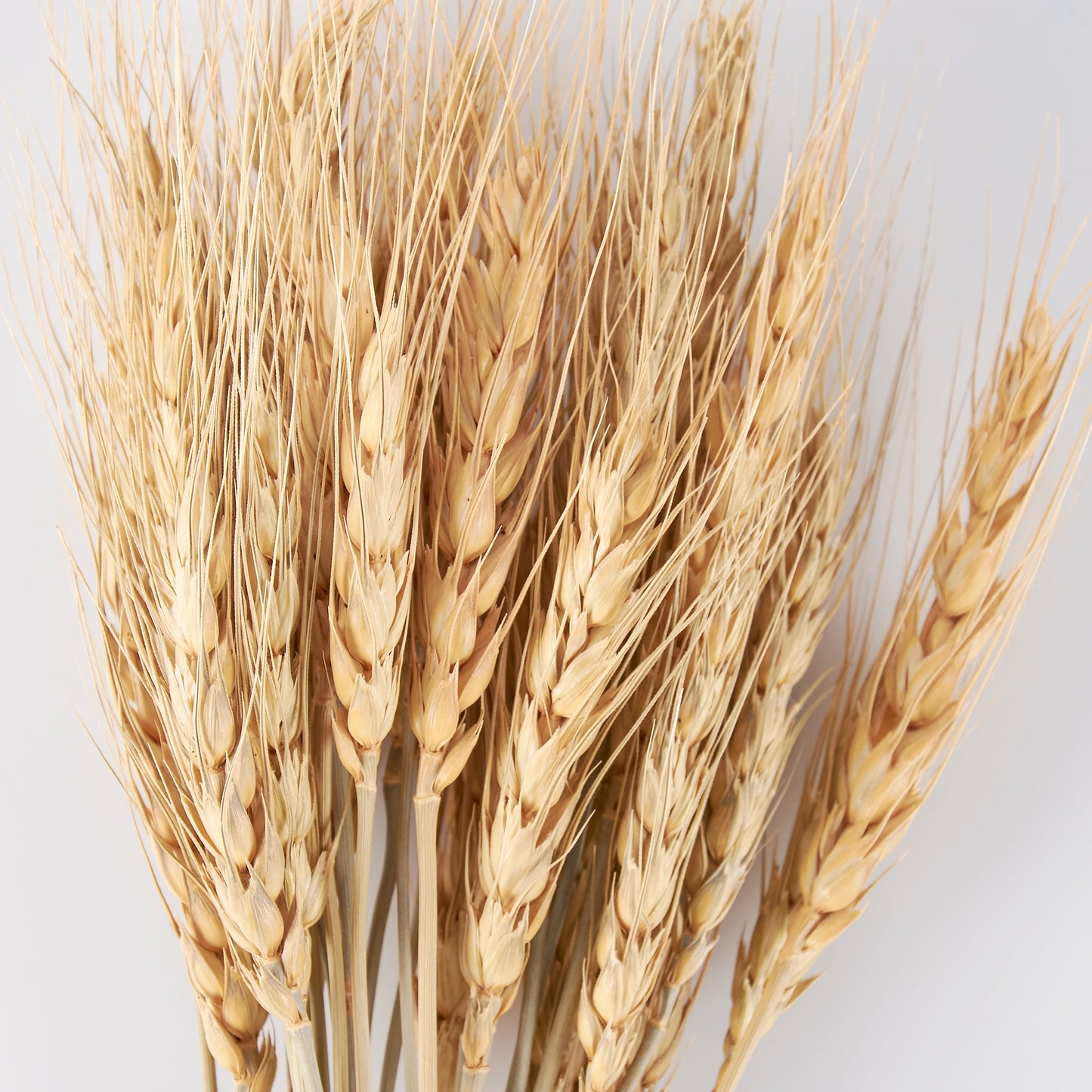 Wheat Bundle Bouquet