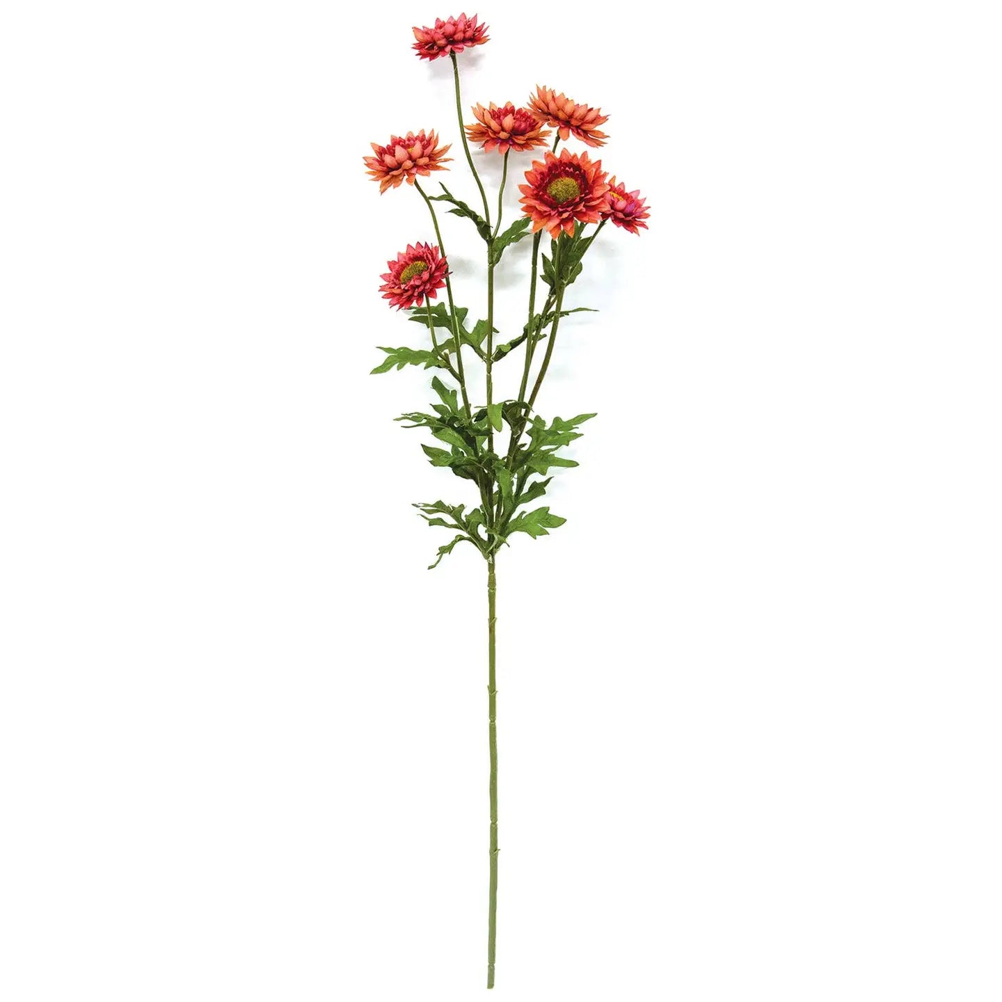 Strawflower Spray 25" - 4 Color Options