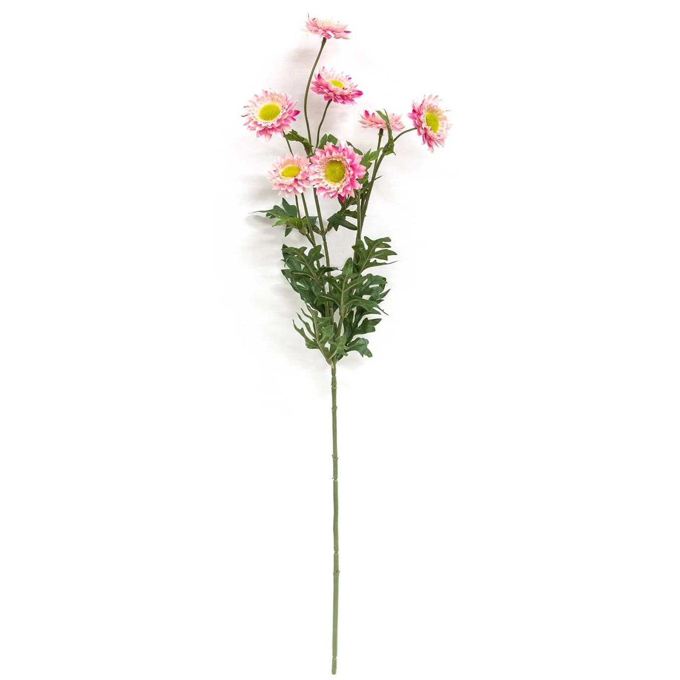 Strawflower Spray 25" - 4 Color Options