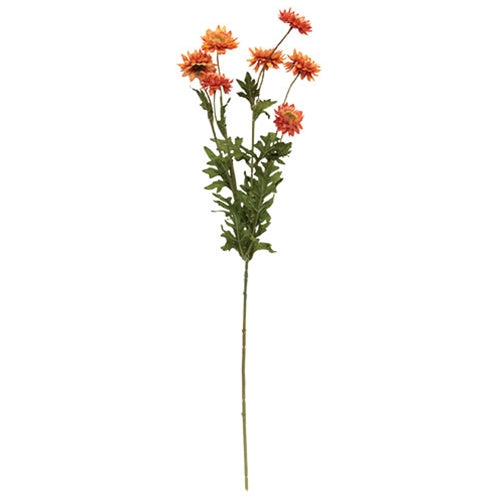 Strawflower Spray 25" - 4 Color Options