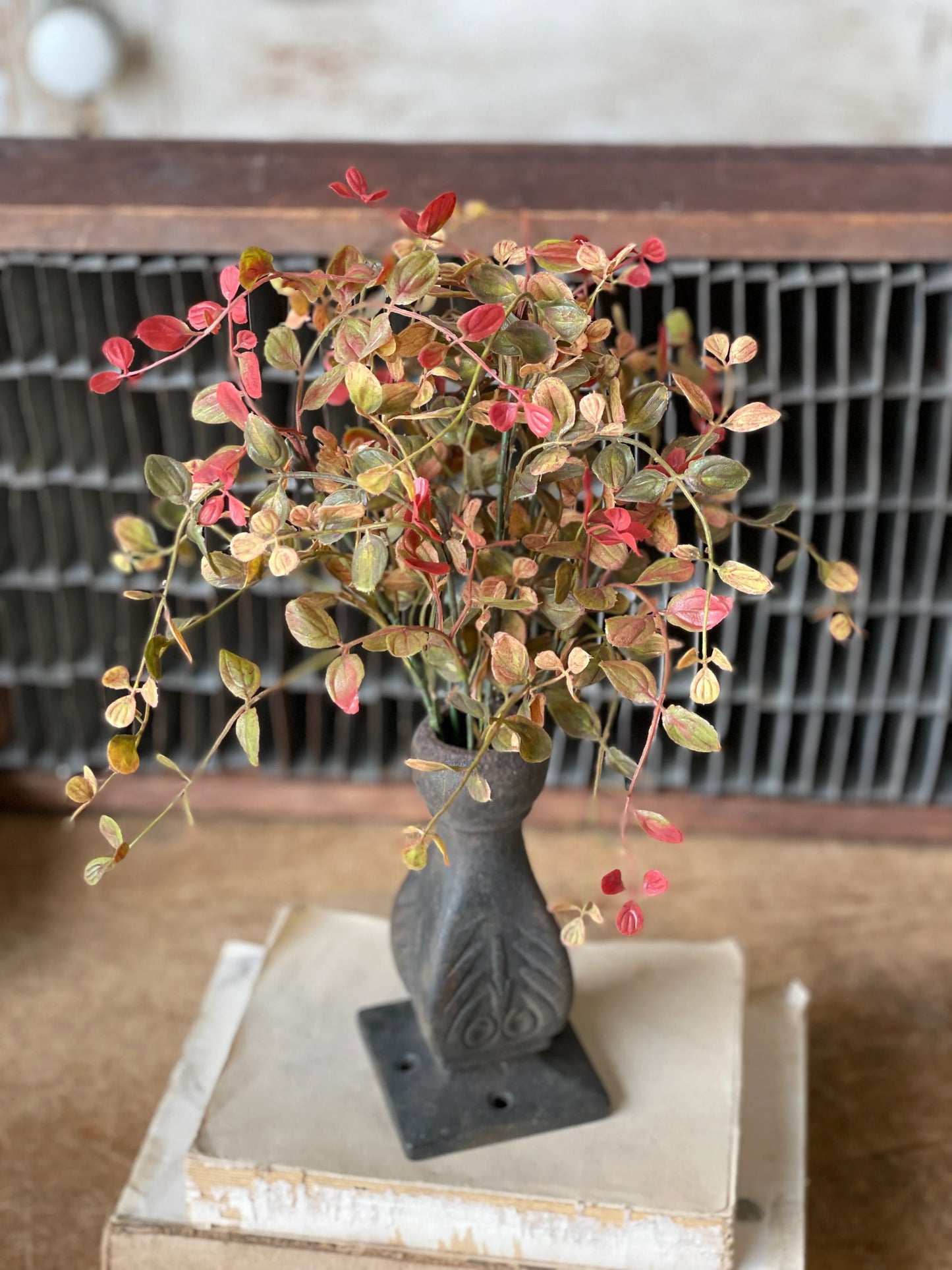 Bog Pimpernel Bush - Shades of Fall 12"