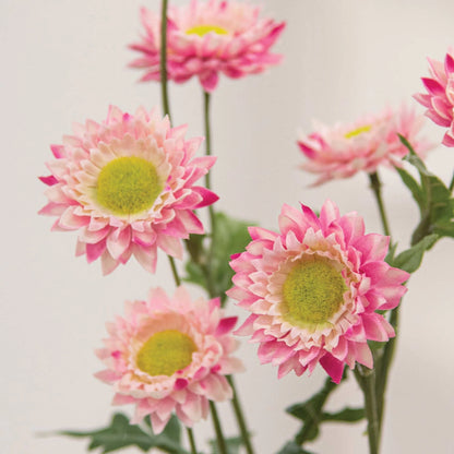 Strawflower Spray 25" - 4 Color Options