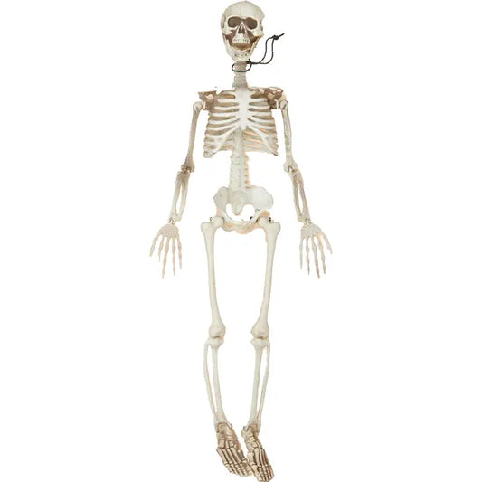 Posable Skeleton - 36"
