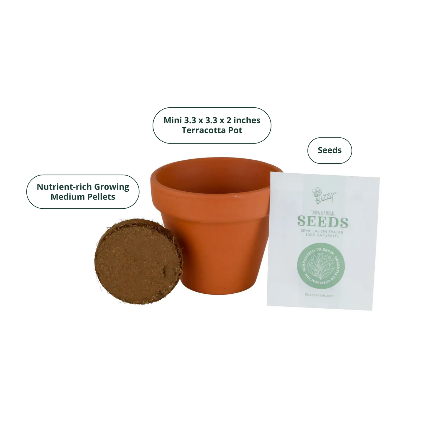 Daisy Grow Starter Kit with 3.3" Terracotta Pot