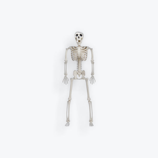 16" Skeleton - Poseable Joints
